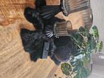 Decoratieset, Huis en Inrichting, Woonaccessoires | Overige, Ophalen, Zo goed als nieuw