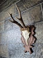 Mooi Ree Gewei Zes Ender Hand Gestoken Schild Jacht Hut e22, Verzamelen, Dierenverzamelingen, Ophalen of Verzenden, Gebruikt, Hert