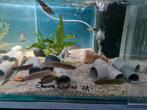Channa Andrao slangenkopvis, Dieren en Toebehoren, Vissen | Aquariumvissen, Vis, Zoetwatervis