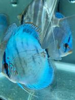 Discusvissen, piwowarski, Dieren en Toebehoren, Vissen | Aquariumvissen, Vis
