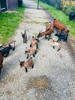 Dwerggeitjes, Dieren en Toebehoren, Schapen, Geiten en Varkens, Meerdere dieren, Geit, 0 tot 2 jaar