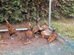 Sebright kuikens, Dieren en Toebehoren, Pluimvee, Meerdere dieren, Kip