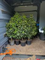 Portugese laulieren hoogte 100/110 mooi vol in pot 30 stuks, Ophalen, Laurier, Haag, 100 tot 250 cm