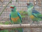 GEVRAAGD: Barnard, Princess en Pennant, Dieren en Toebehoren, Meerdere dieren, Parkiet, Geringd