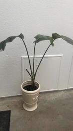 Strelitzia nicolai,, Ophalen of Verzenden, Halfschaduw