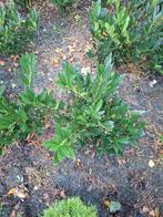 Laurier, Ophalen, Laurier, 100 tot 250 cm