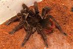 Te koop Theraphosa stirmi bij csreptiles Venlo, Spin of Schorpioen