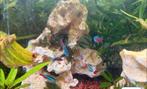 Neon tetra’s en roodkopzalmpjes te ruil, Dieren en Toebehoren, Vis, Schoolvis
