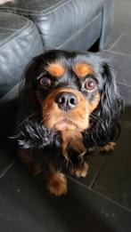 King charles cavalier pups., Dieren en Toebehoren, Honden | Retrievers, Spaniëls en Waterhonden, 8 tot 15 weken, Meerdere, Meerdere dieren