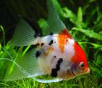 Prachtige maanvissen, 25 soorten, diverse maten, maanvis, Dieren en Toebehoren, Vissen | Aquariumvissen, Vis, Zoetwatervis