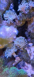 Levendsteen zeeaquarium, Dieren en Toebehoren, Vissen | Aquaria en Toebehoren, Ophalen, Gebruikt, Plant(en), Steen of Hout