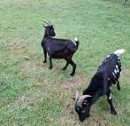 Mooie geiten  en geiten bokken., Dieren en Toebehoren, Schapen, Geiten en Varkens, Meerdere dieren, Geit, 0 tot 2 jaar
