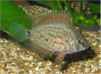 Uaru amphiacenthoides 7-8 cm!!!, Dieren en Toebehoren, Vissen | Aquariumvissen, Vis, Zoetwatervis