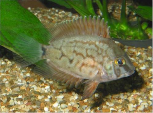 Uaru amphiacenthoides 7-8 cm!!!, Dieren en Toebehoren, Vissen | Aquariumvissen, Zoetwatervis, Vis