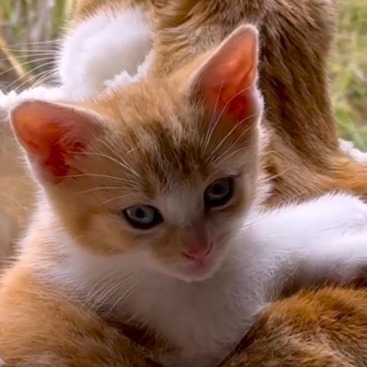 Rood-Wit Schattig Lief Katertje Kitten beschikbaar 8 Weken, Dieren en Toebehoren, Katten en Kittens | Overige Katten, Kortharig