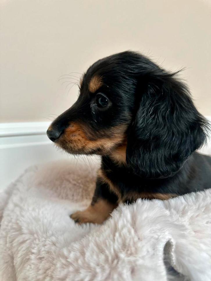 Dwerg teckel pup black&tan teefje, Dieren en Toebehoren, Honden | Teckels en Dashonden, Teef, Langhaar, Dwerg, Particulier, Meerdere