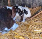 Lieve konijntjes zoeken een nieuw baasje!, Dieren en Toebehoren, Konijnen, Mannelijk, Hangoor