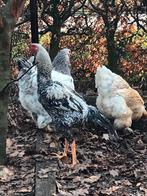 Broed eieren Brama x indio gigante mix al beschikbaar, Dieren en Toebehoren, Pluimvee, Kip, Geslacht onbekend