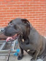 Bully xxl, Dieren en Toebehoren, 1 tot 2 jaar, Teef, Bulldog, Eén hond