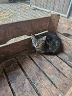 Knappe cypers kater, Dieren en Toebehoren, Katten en Kittens | Overige Katten, Kater