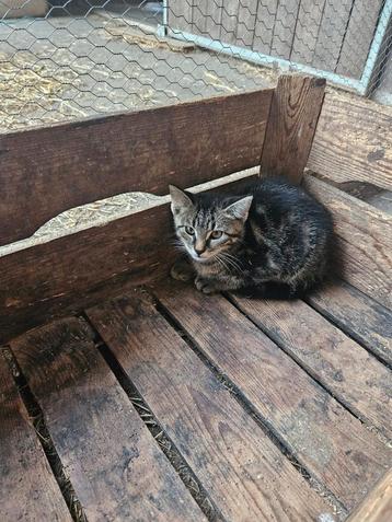 Knappe cypers kater beschikbaar voor biedingen