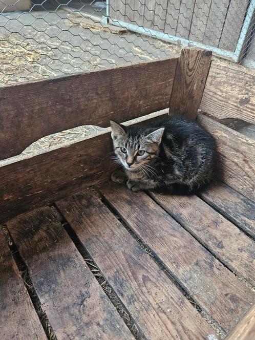 Knappe cypers kater, Dieren en Toebehoren, Katten en Kittens | Overige Katten, Kater