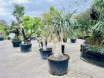 Palmboom - Yucca Rostrata - Stamhoogte 120 cm, Tuin en Terras, Planten | Bomen, Ophalen of Verzenden, 100 tot 250 cm, Zomer, Palmboom