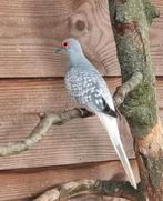 Te koop  1-0 witstuit  diamantduif, Dieren en Toebehoren, Vogels | Duiven, Mannelijk