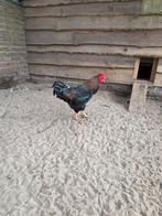3 hanen te koop, Dieren en Toebehoren, Pluimvee, Mannelijk, Kip