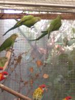 Barraband parkieten, Dieren en Toebehoren, Vrouwelijk, Parkiet, Geringd