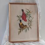 Antieke prent Vogel prent J Gould, Antiek en Kunst, Ophalen of Verzenden