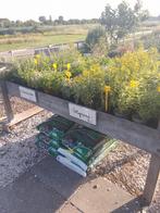 Kruidenplanten, Ophalen, Zomer, Overige soorten, Halfschaduw