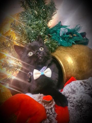 Prachtige Britse korthaar, kitten, Black/choco beschikbaar voor biedingen