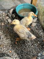 Eendjes, Dieren en Toebehoren, Pluimvee, Meerdere dieren, Eend