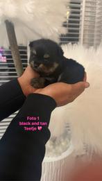 Zeldzame pomeriaan, Dieren en Toebehoren, Honden | Chihuahua's en Gezelschapshonden, Overige rassen, 8 tot 15 weken, Meerdere dieren