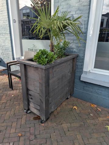 Plantenbak op wielen met palm beschikbaar voor biedingen