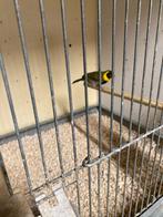 Cubavink, Dieren en Toebehoren, Vogels | Overige Vogels, Mannelijk, Tropenvogel