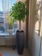 Hoge ronde Plantenbak, Bloempot, Tuin en Terras, Bloempotten, Kunststof, Rond, Zo goed als nieuw, 70 cm of meer