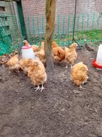 8 Orpington Buff groot kuikens van september, Dieren en Toebehoren, Pluimvee, Geslacht onbekend, Kip