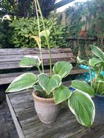 Hosta's, Tuin en Terras, Planten | Tuinplanten, Ophalen, Overige soorten, Halfschaduw