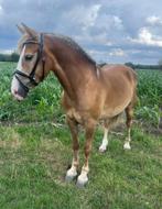 Super lieve Haflinger te koop !, Merrie, Recreatiepony