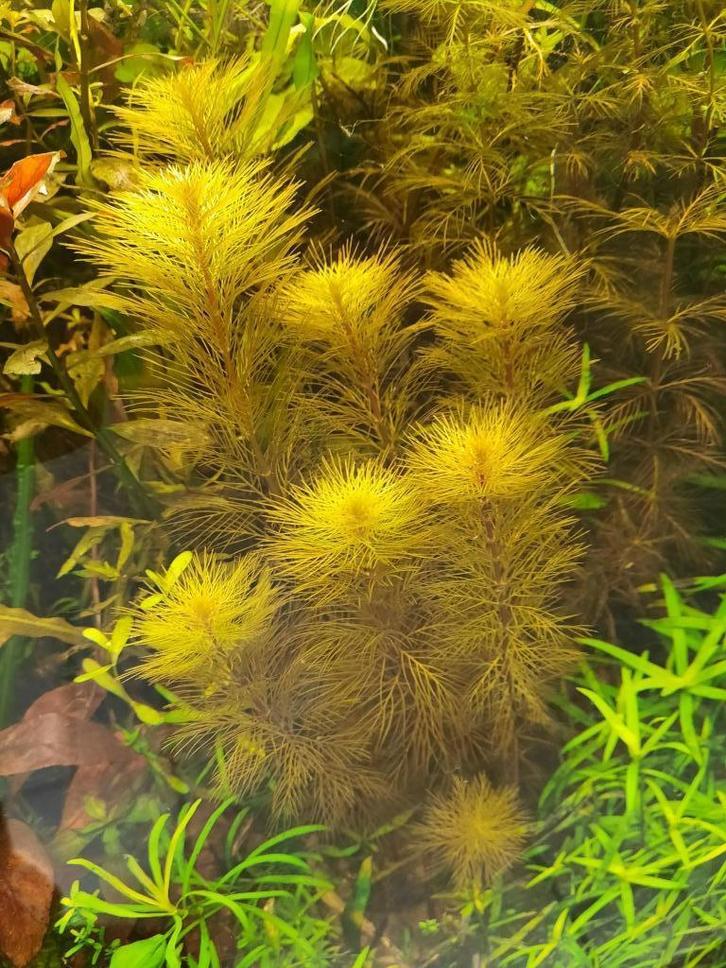 Bruine Myriophyllum, kleurige aquariumplant (R), Dieren en Toebehoren, Vissen | Aquaria en Toebehoren, Zo goed als nieuw, Plant(en), Steen of Hout