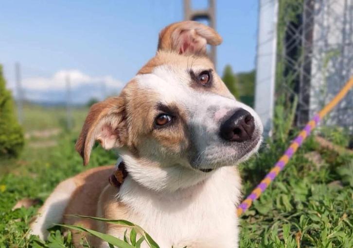YVETTE, ZACHTAARDIG, MENSGERICHT, JONG, TEEFJE, 1 JAAR JONG, Dieren en Toebehoren, Honden | Niet-rashonden, Middel, Teef, Particulier