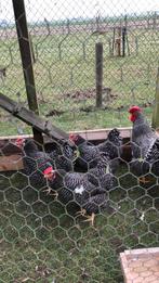 Broedeieren van de amarok kip groot, Dieren en Toebehoren, Geslacht onbekend, Kip