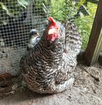 Broedeieren van Noord Hollandse Blauwe hoenders te koop., Dieren en Toebehoren, Geslacht onbekend, Kip