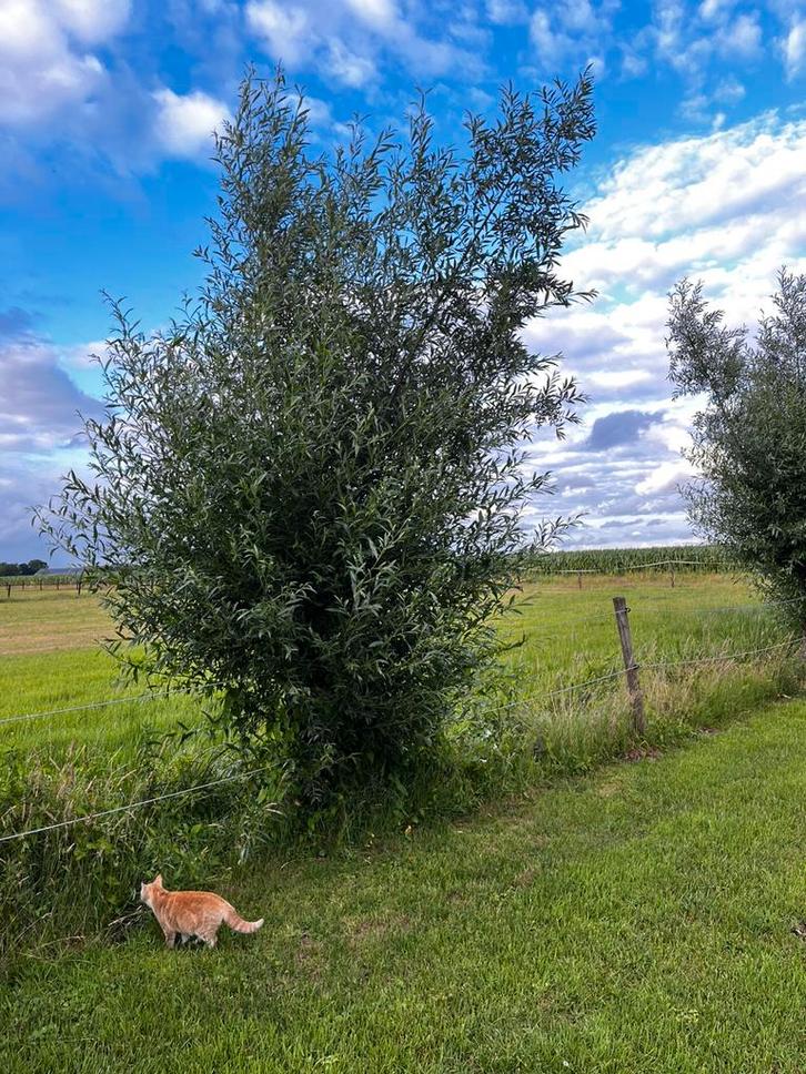Wilgentakken wilgentenen, Tuin en Terras, Planten | Bomen, Overige soorten, Ophalen