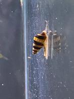 Helena slakken (Slakkeneters), Dieren en Toebehoren, Vissen | Aquariumvissen, Slak of Weekdier