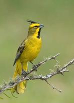 Te koop groene kardinaal vast geringd, Dieren en Toebehoren, Vogels | Overige Vogels, Meerdere dieren, Geringd