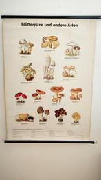 Vintage Duitse schoolplaat paddenstoelen, Ophalen of Verzenden, Aardrijkskunde