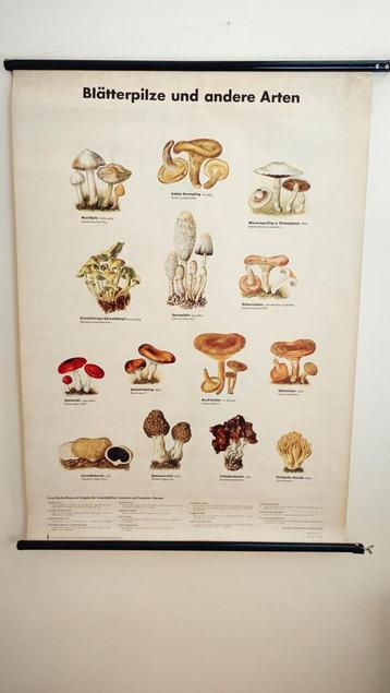 Vintage Duitse schoolplaat paddenstoelen  beschikbaar voor biedingen